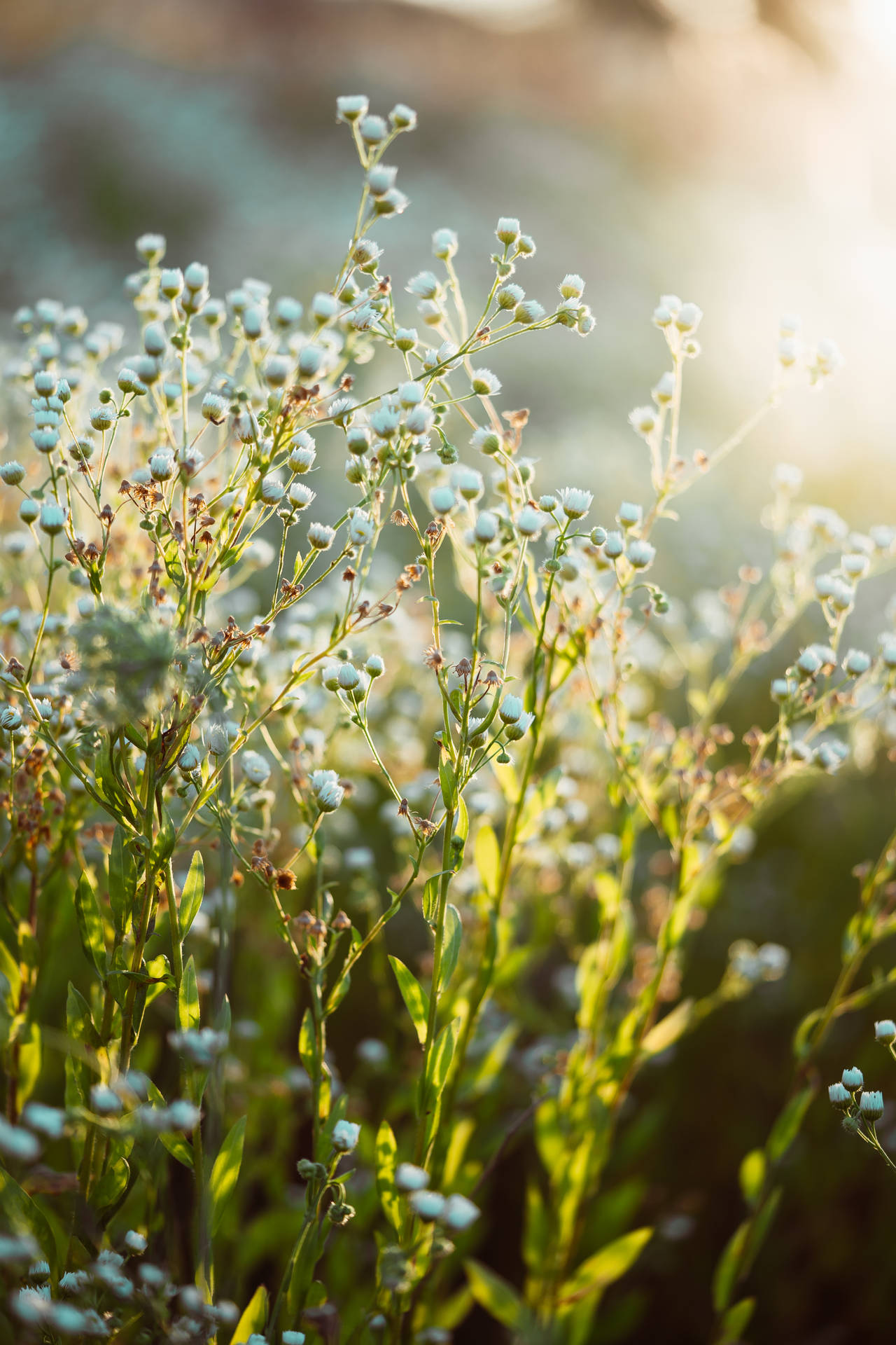 Baby's-breath Flower Android Wallpaper