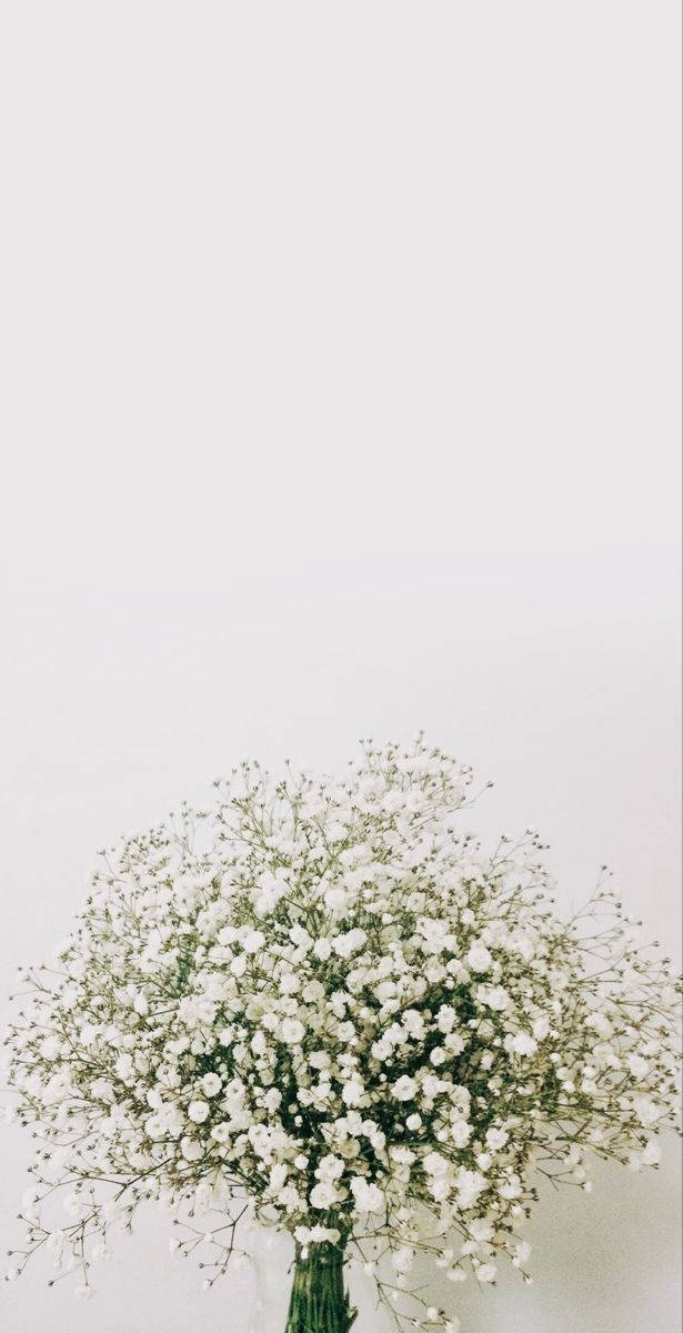Lush Baby's Breath White Flowers Wallpaper