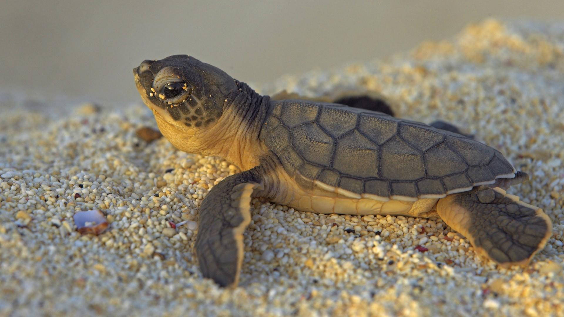 Babyseeschildkröte Kriecht Auf Dem Sand Wallpaper