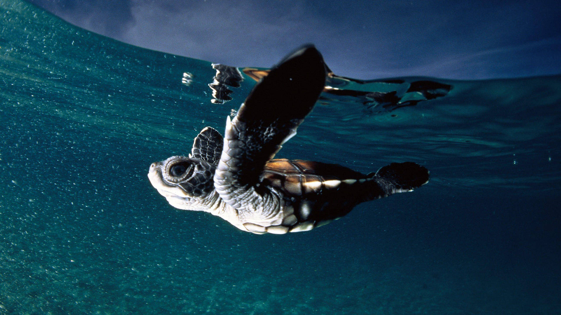Babymeeresschildkröte Schwimmt Unter Dem Boot. Wallpaper