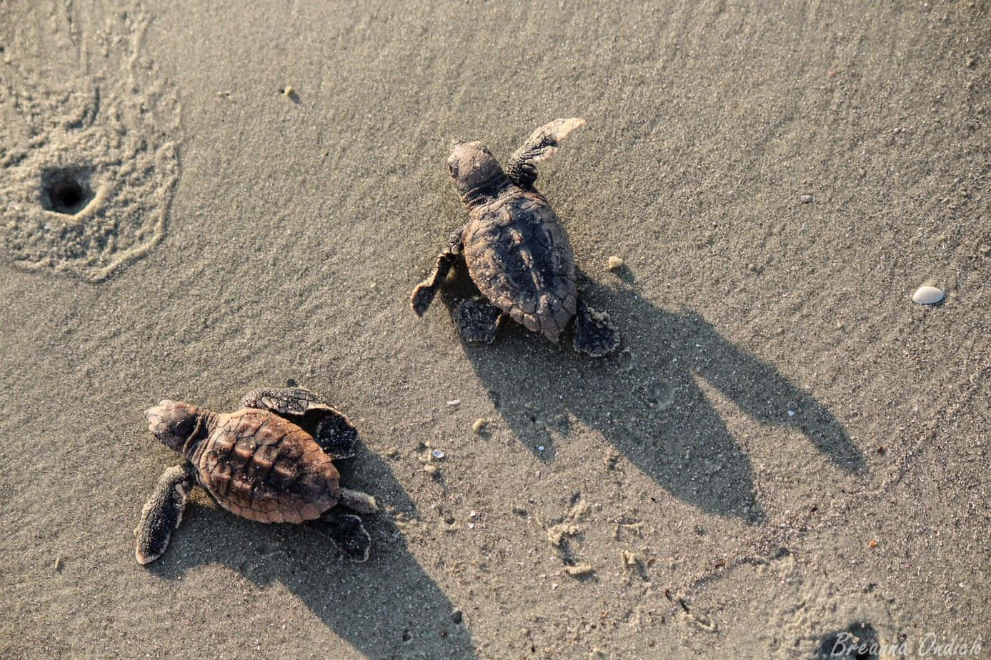 Baby Sea Turtles Journeyto Sea Wallpaper
