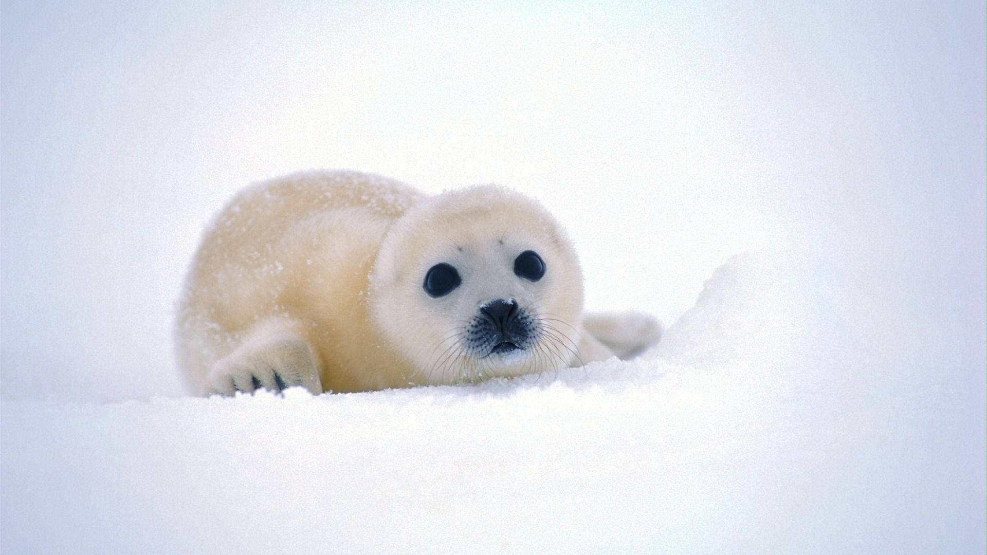 Baby Seal Animal