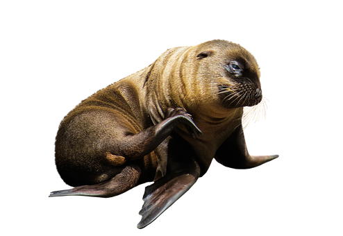 Baby Seal Black Background PNG