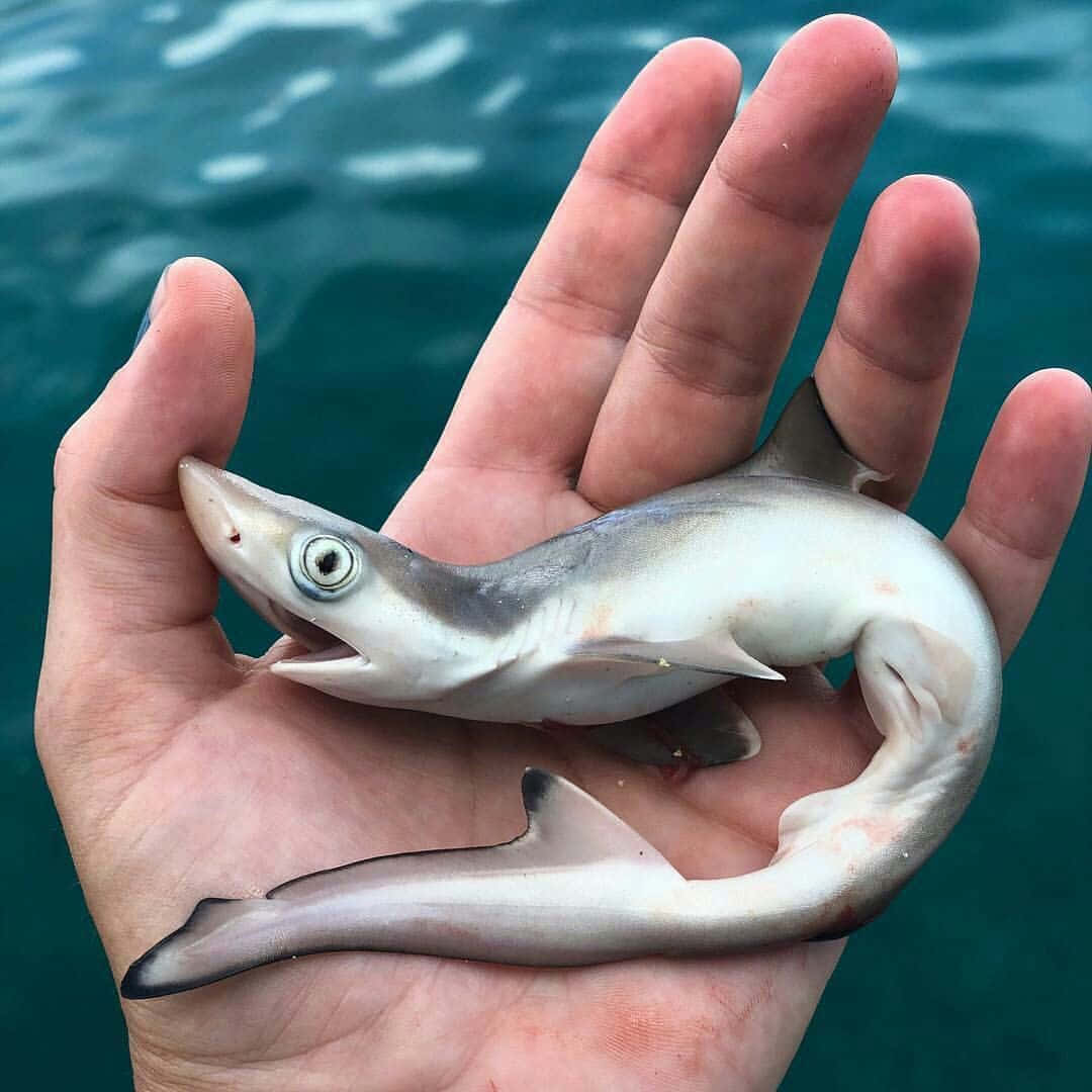 A Small Shark Is Held In A Person's Hand