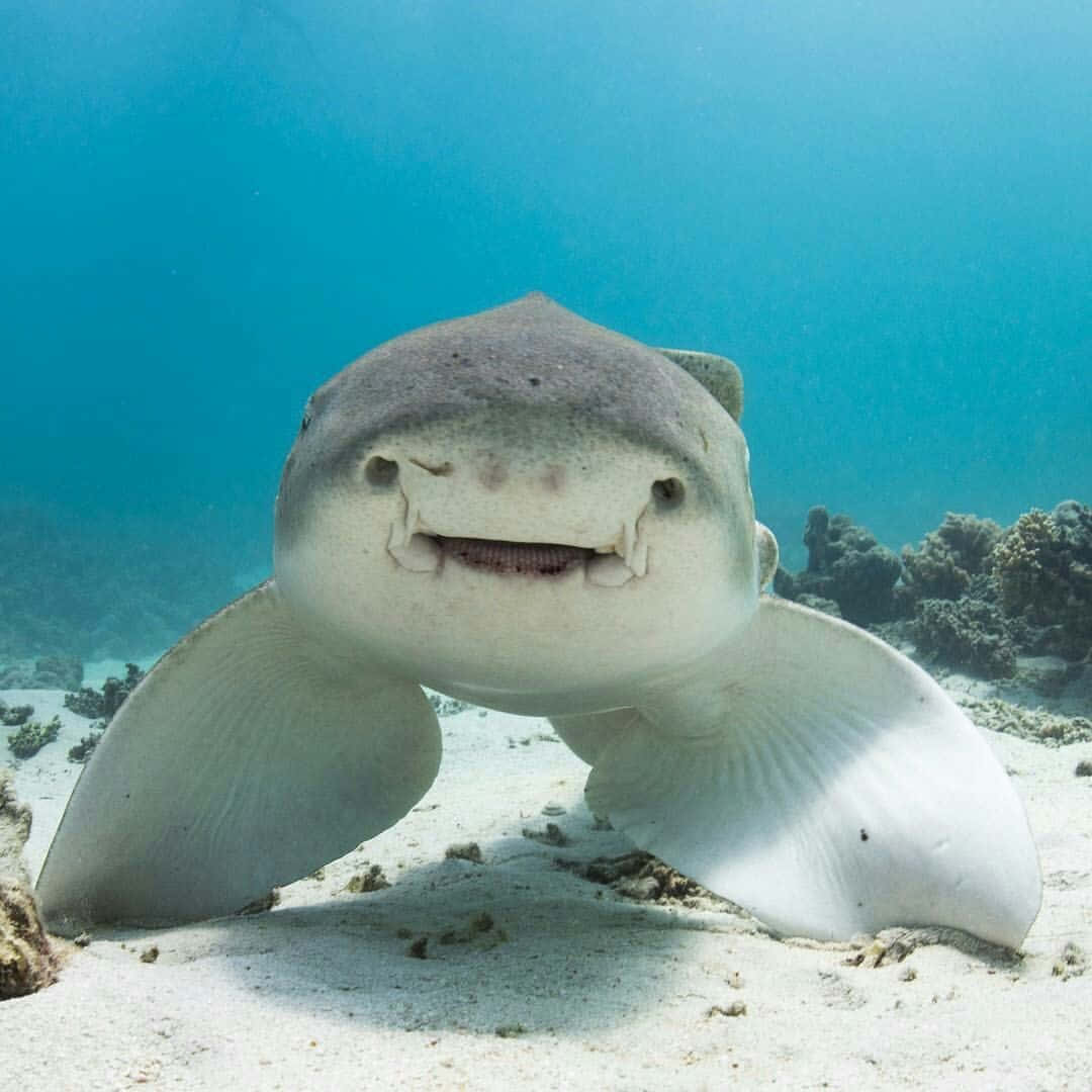 Download A Shark Is Smiling In The Ocean