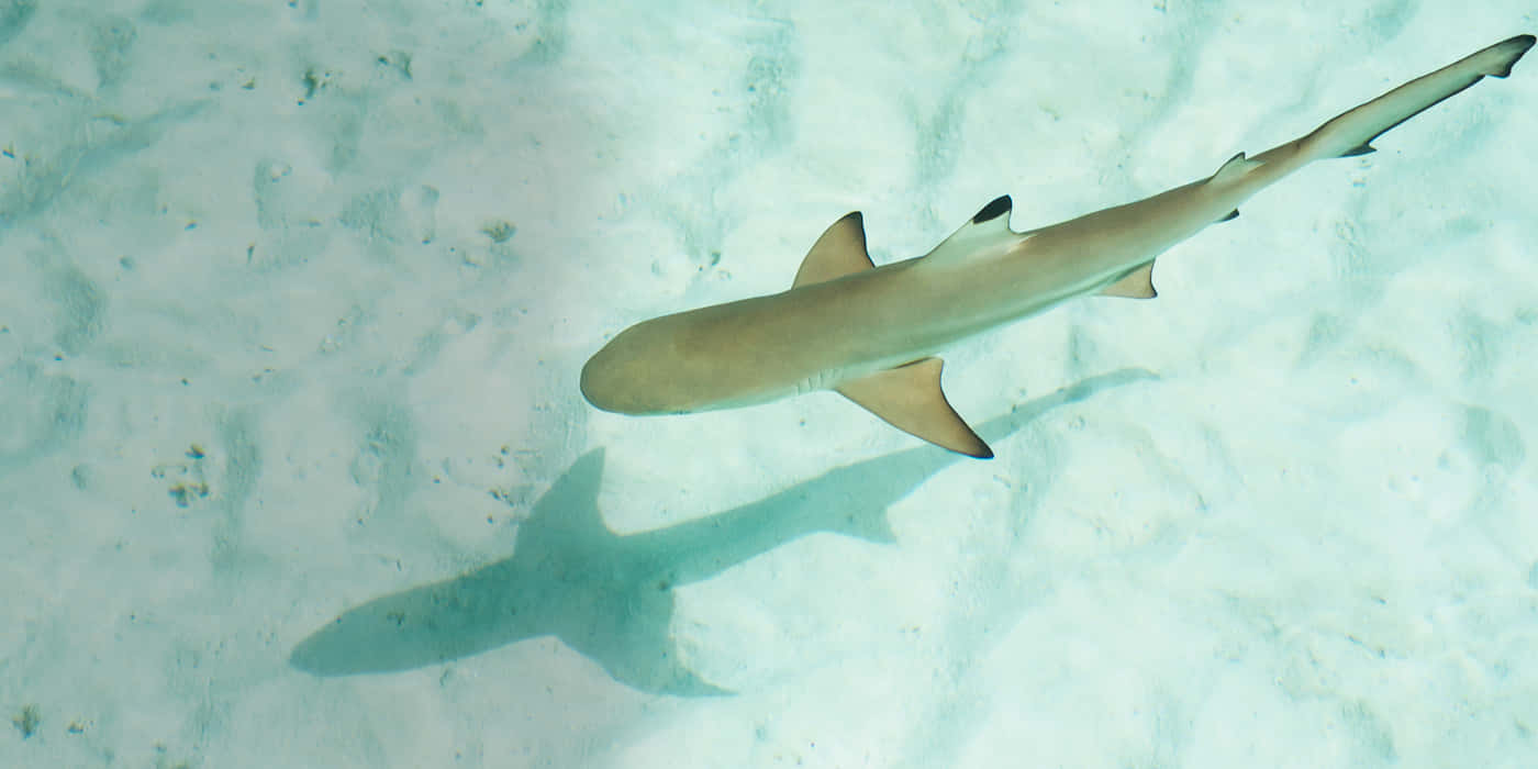 Little adventurous baby shark in the endless deep blue sea