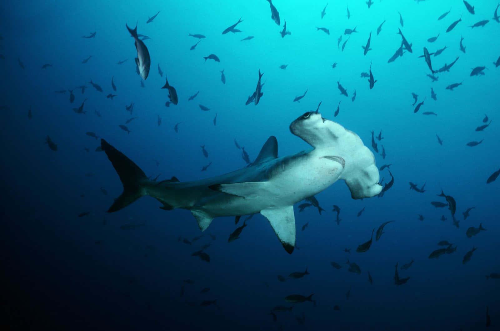 Taett Dyk Med Baby Shark Och Utforska En Undervattensvärld Av Roligt!