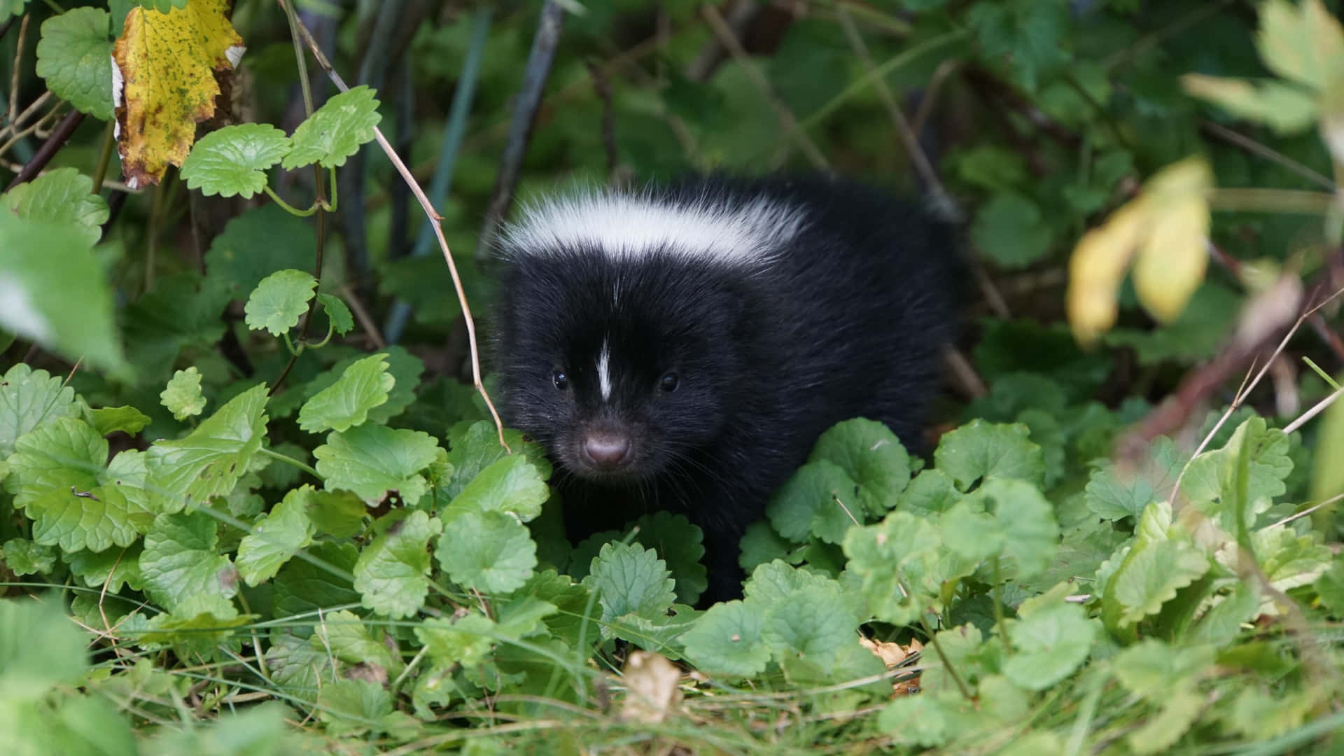 Baby Skunkin Greenery.jpg Wallpaper