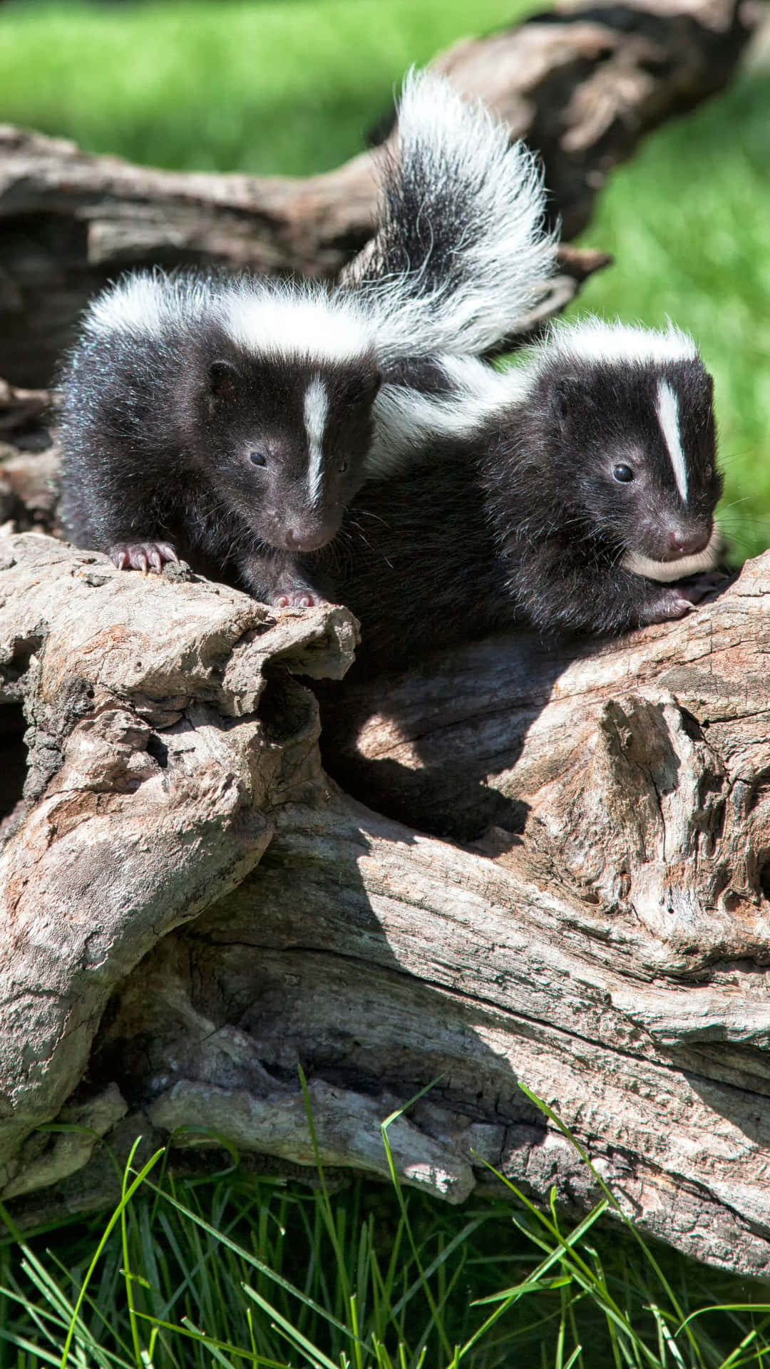 Baby Skunks On Log Wallpaper