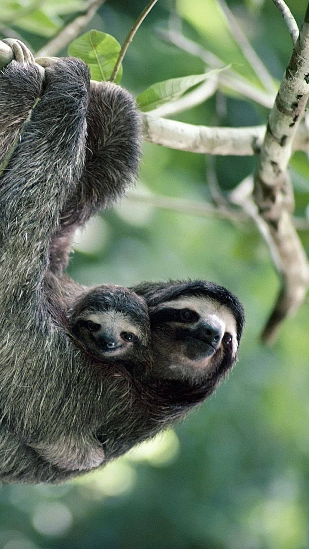 Baby Sloth And Mommy Sloth