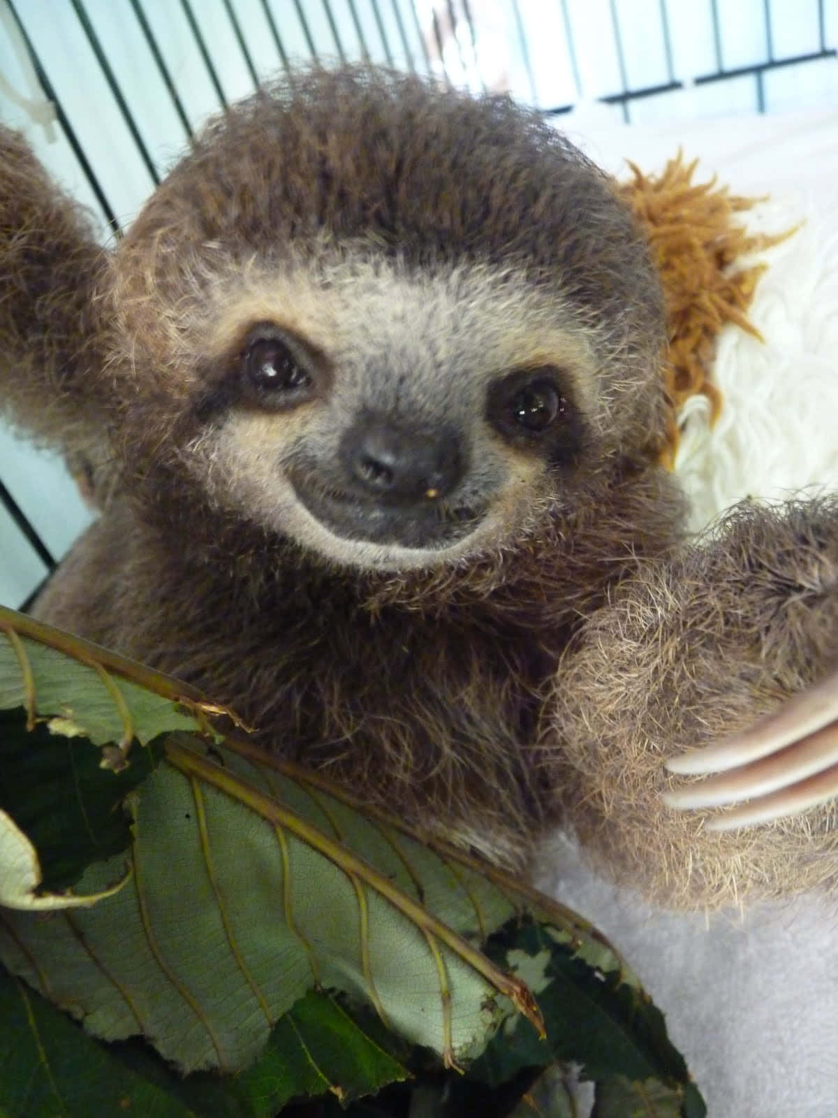 Adorable Baby Sloth Enjoys a Sunny Day