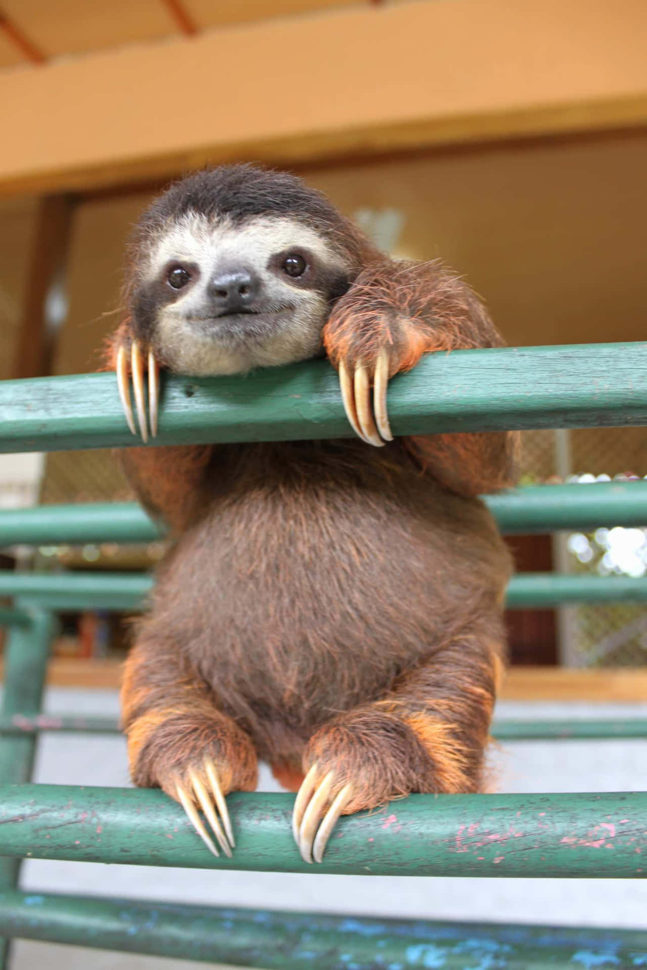 The Adorable Baby Sloth