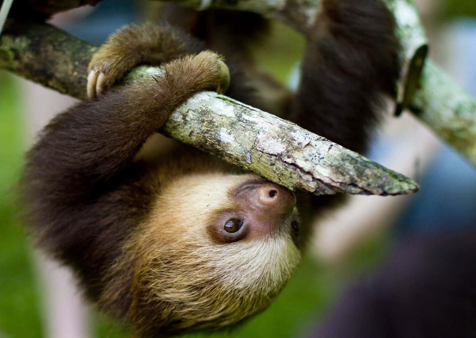 Adorable Baby Sloth Enjoys a Snack