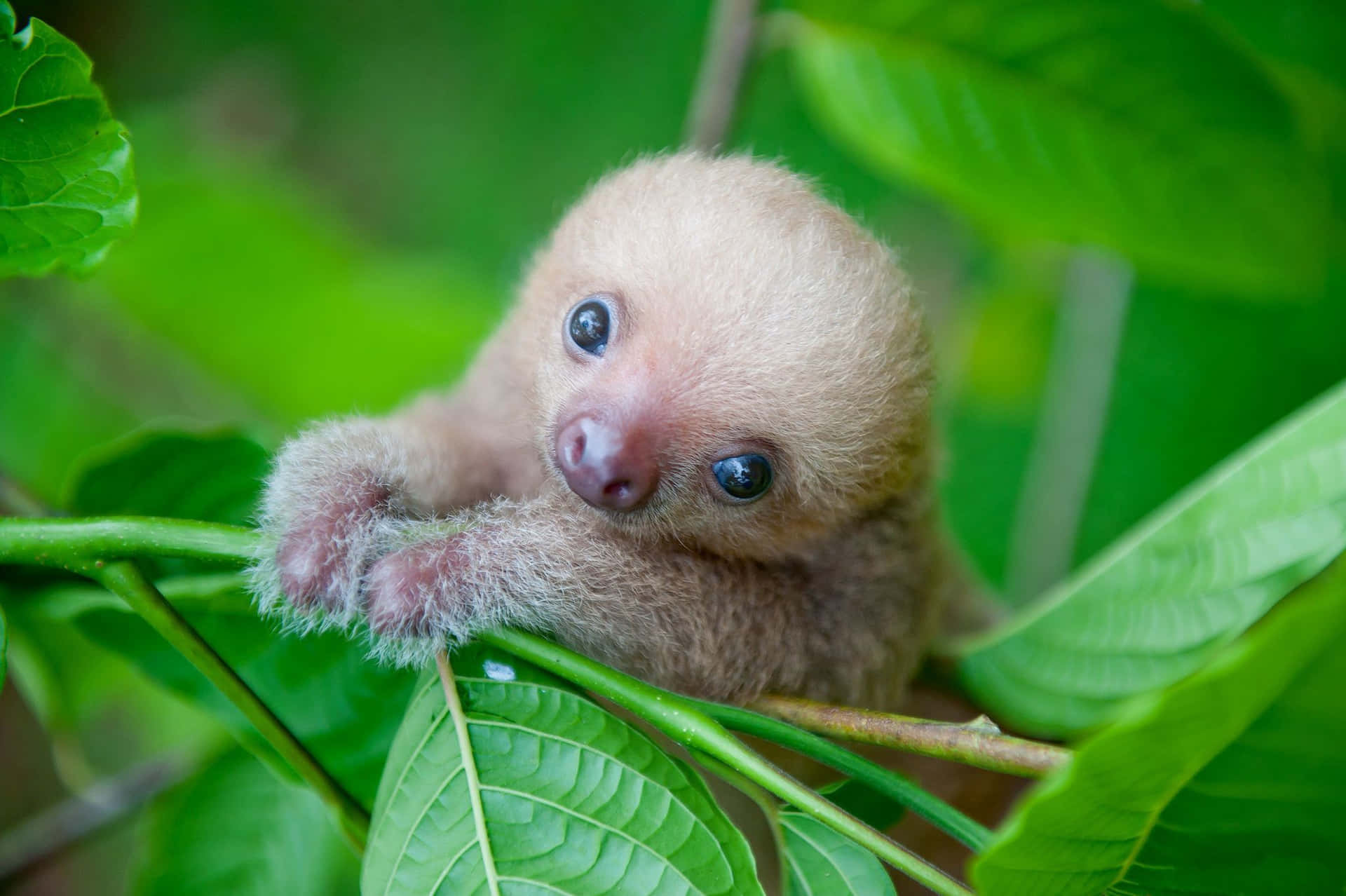 Adorable Baby Sloth Cuddling Up To A Tree