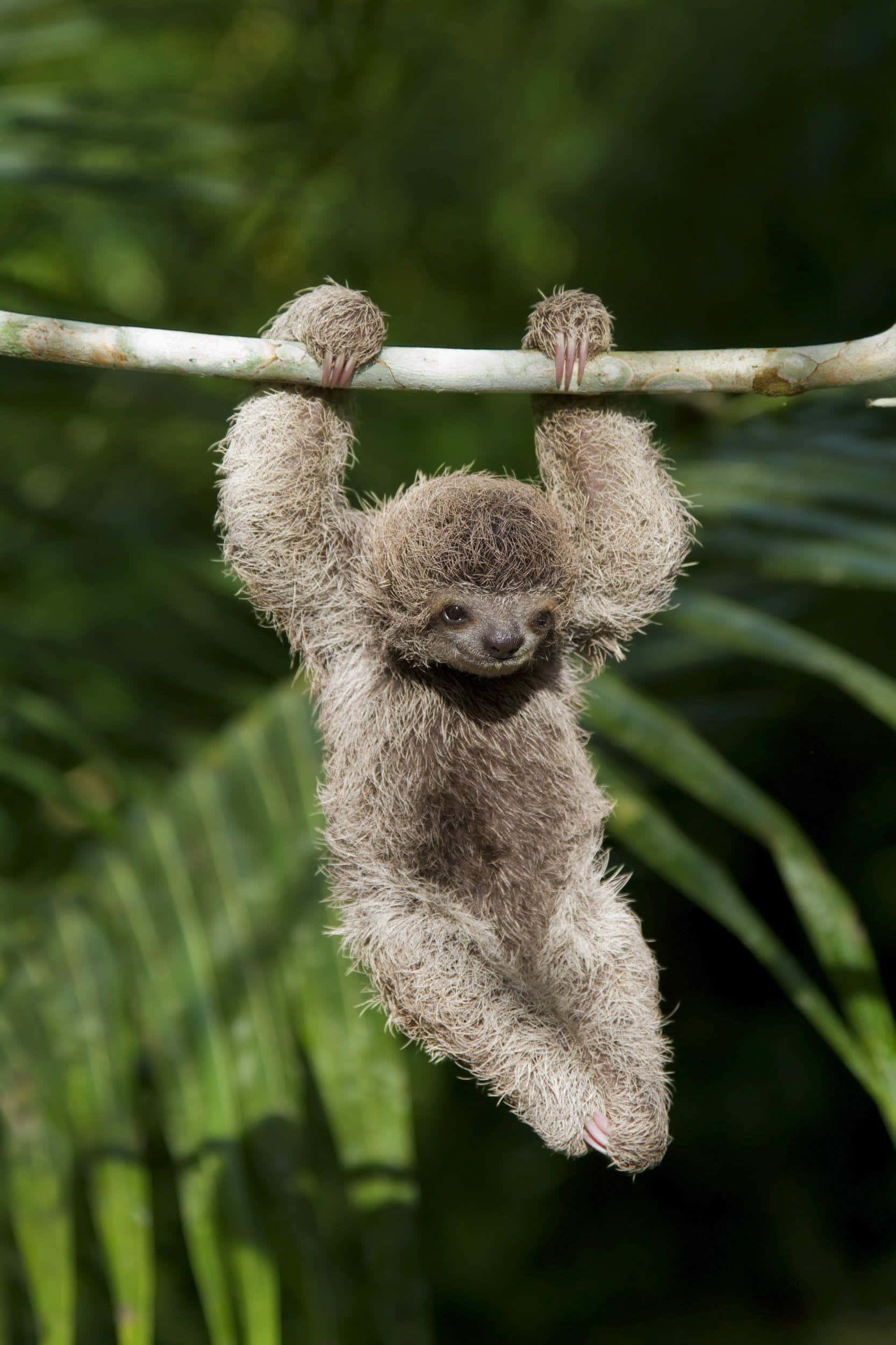 Bedårandebaby Sloth Som Kramar Trägren