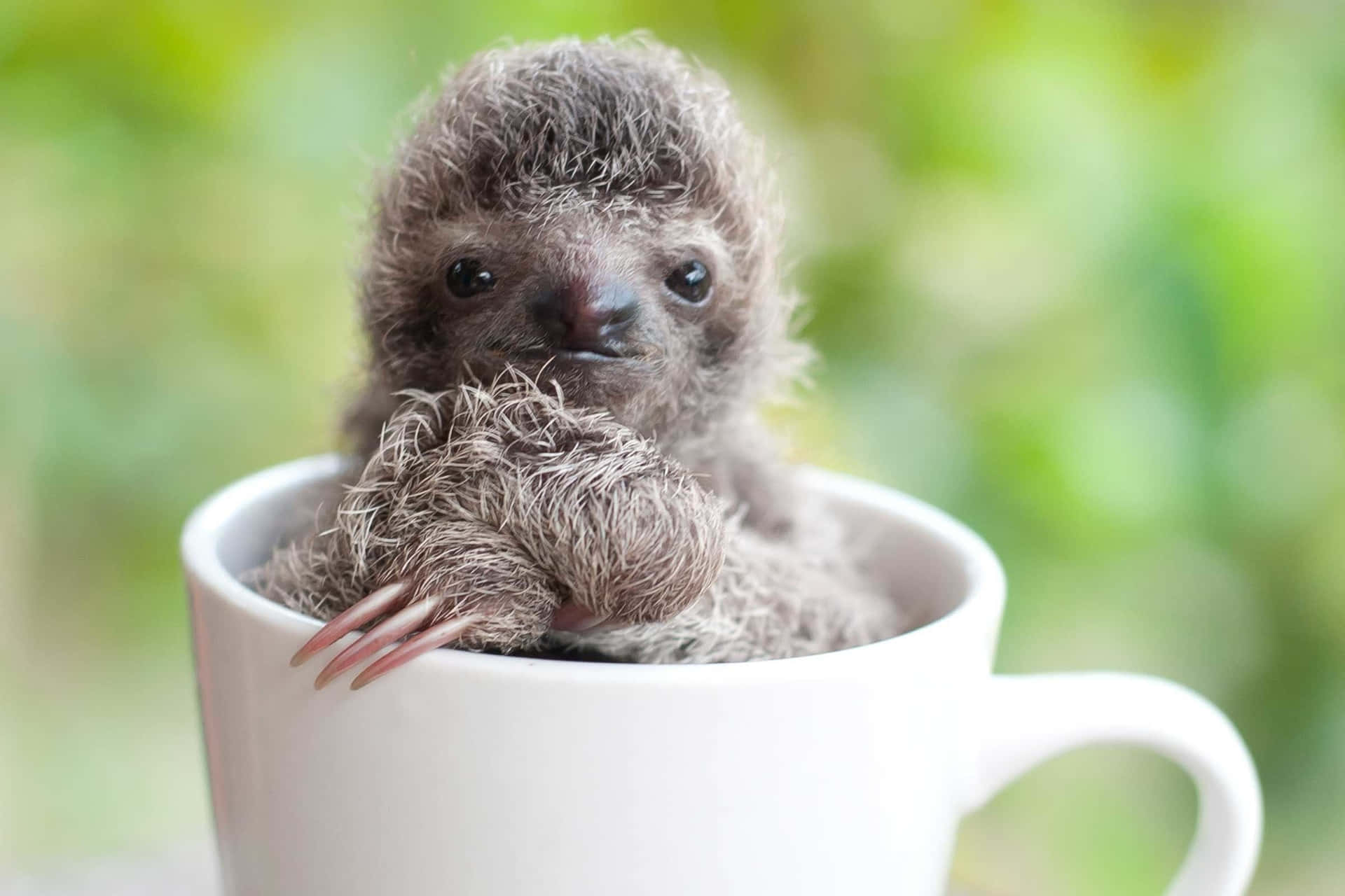 A Baby Sloth Sitting In A Coffee Cup