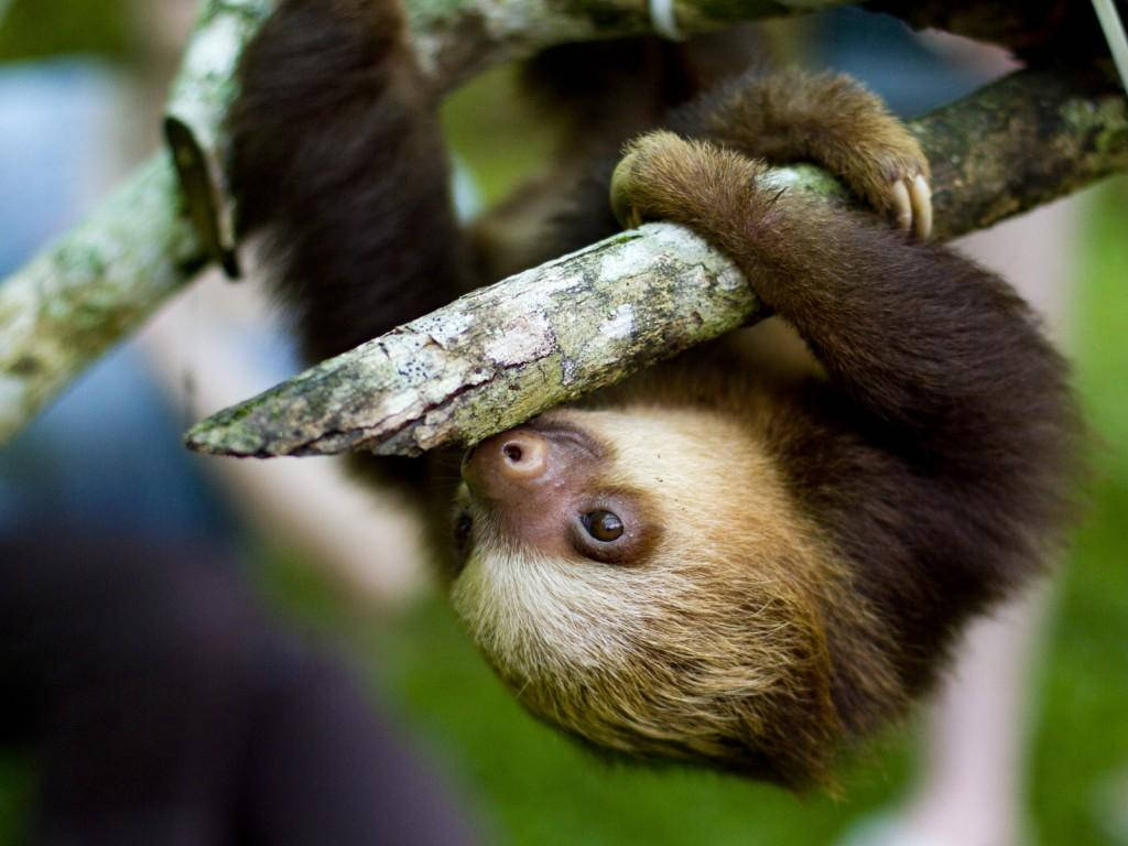 Baby Sloth Clinging On A Branch