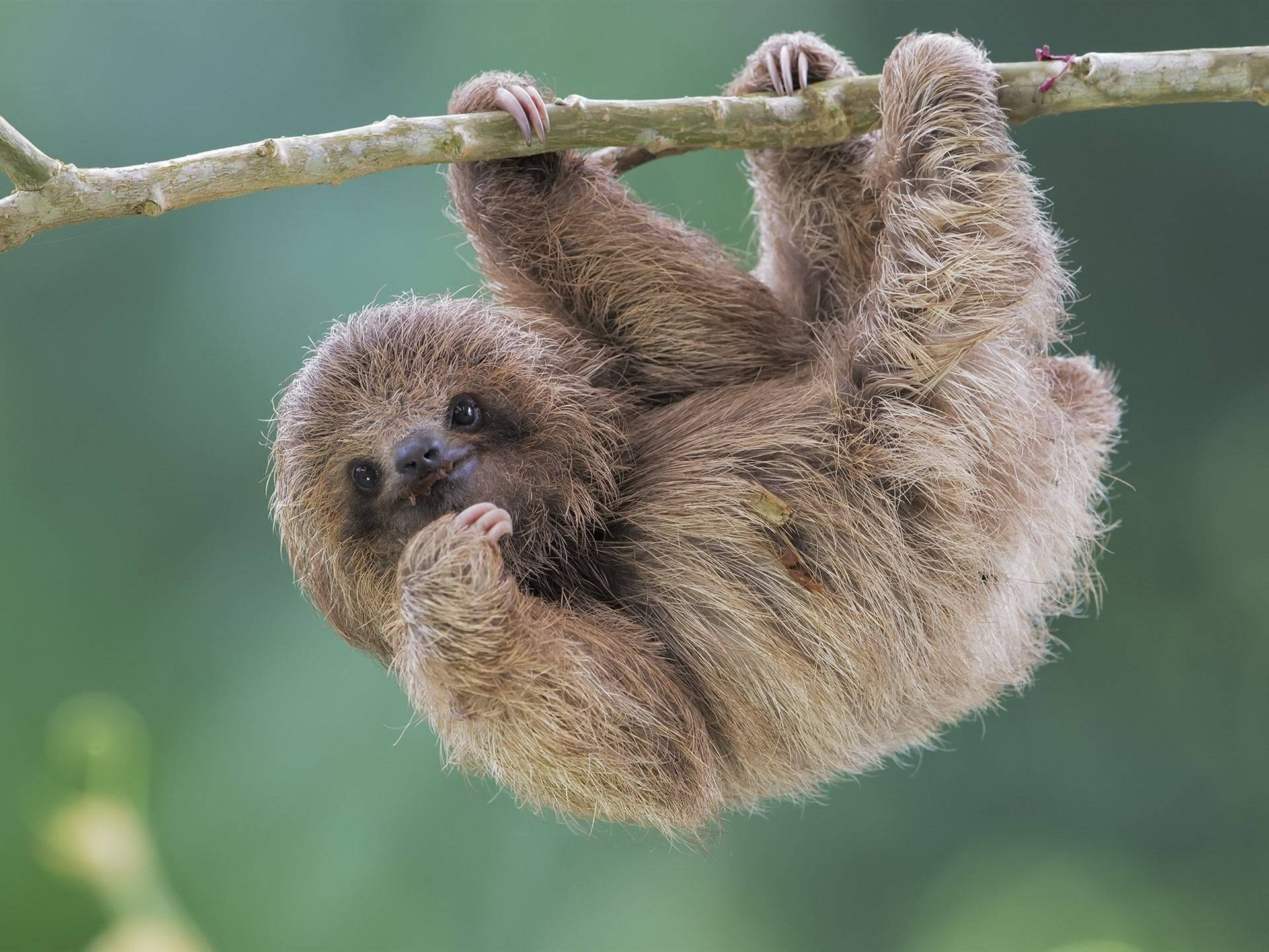 Baby Sloth Hanging On A Branch