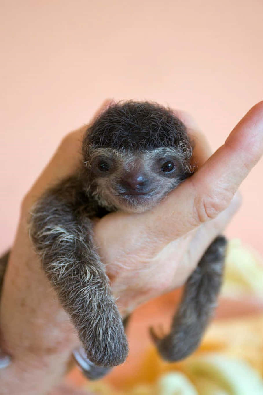 Look at this adorable baby sloth!