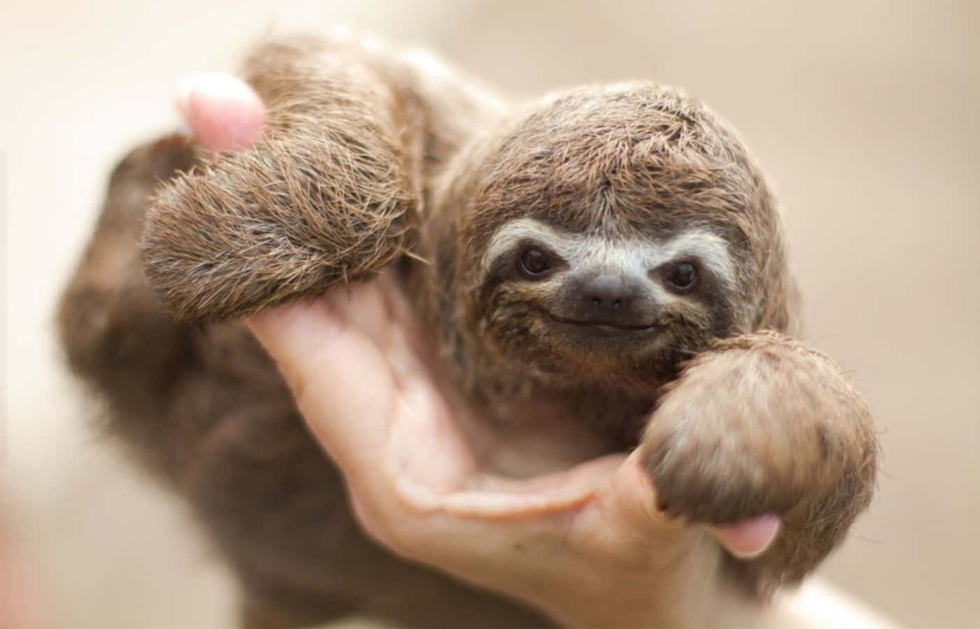 A cute baby sloth hanging happily from a tree branch.