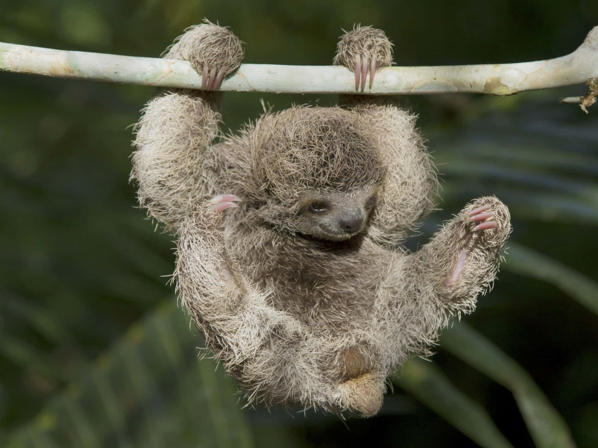 A baby sloth hangs from a low-hanging tree branch while reaching out with its long arm.