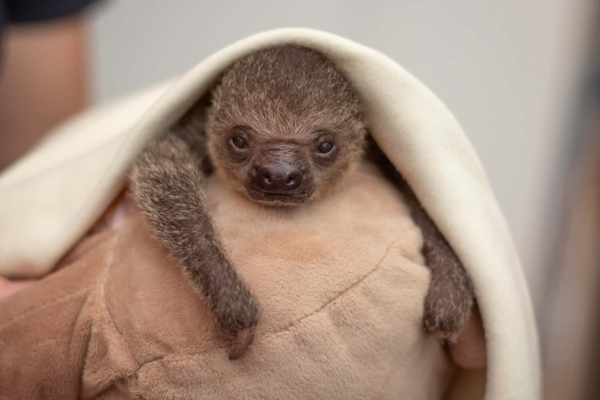 A Baby Sloth Hanging from a Tree Branch