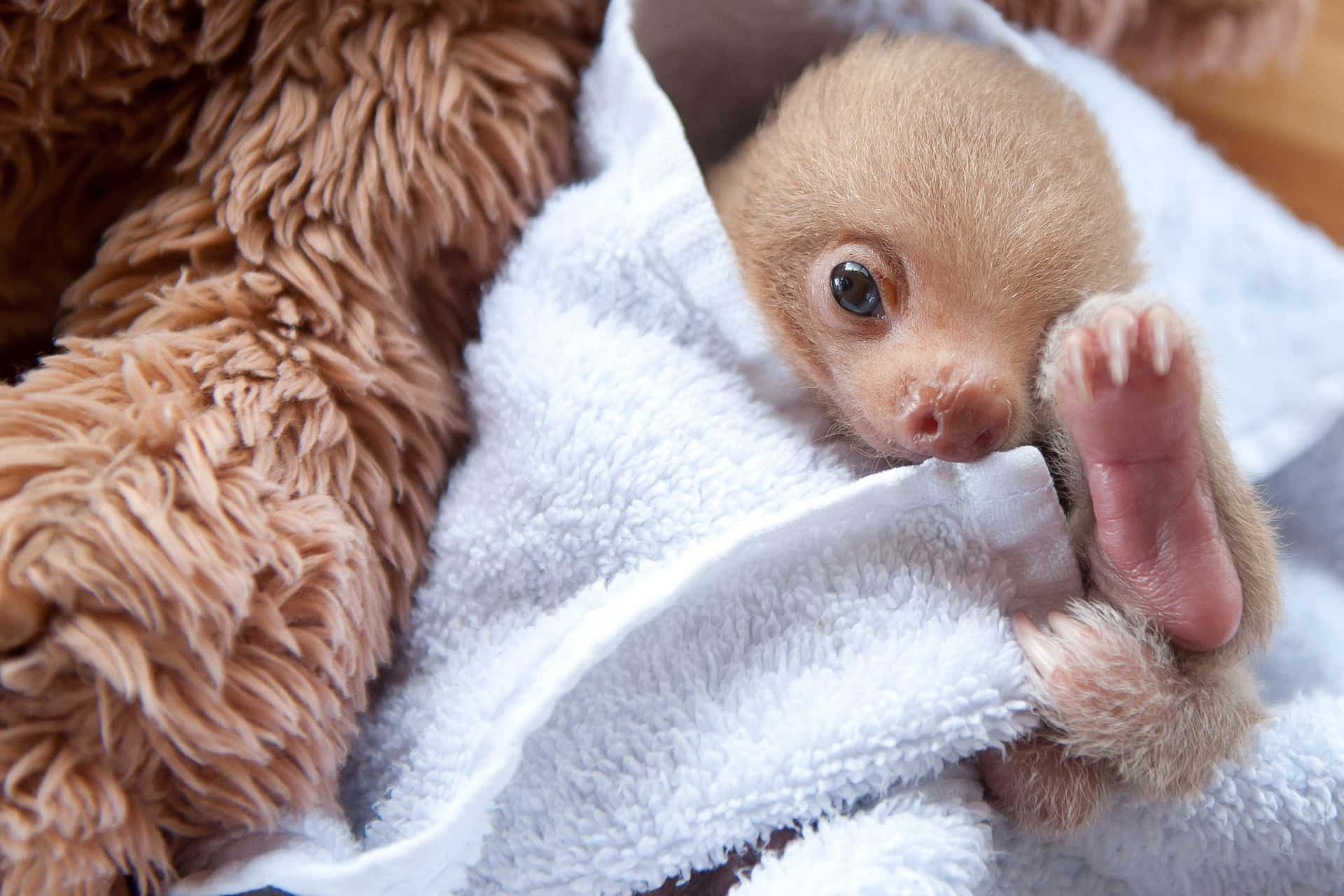 Cuteness Overload! Adorable Baby Sloth