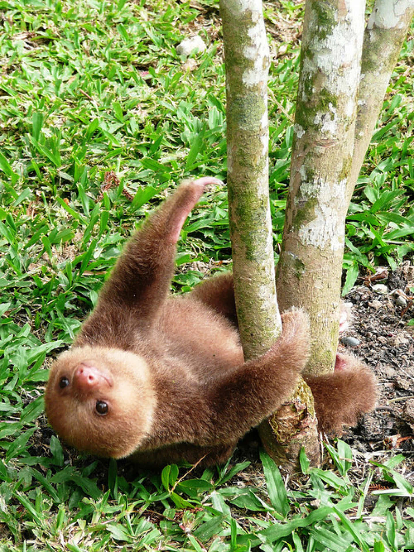 "An Adorable Baby Sloth Gazing Into The Distance"