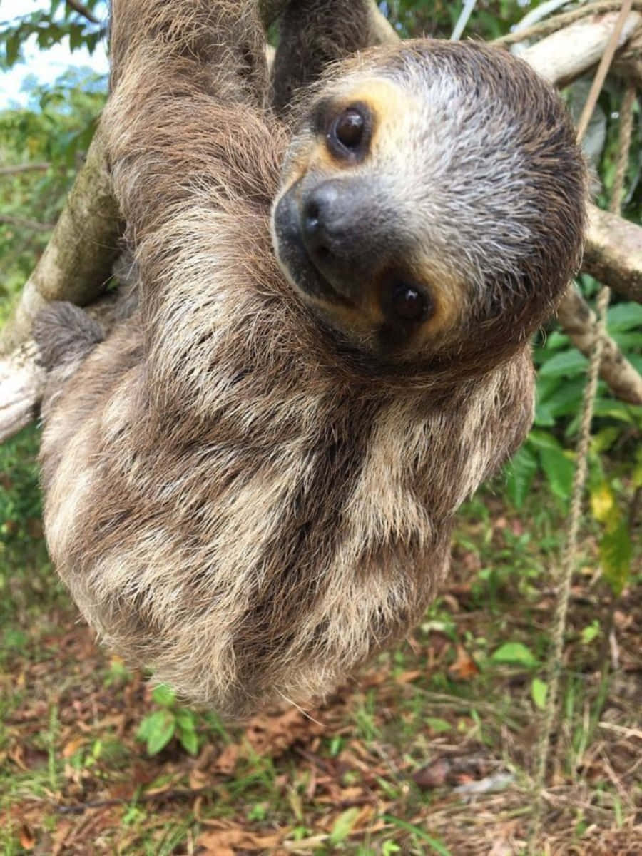Adorable Baby Sloth