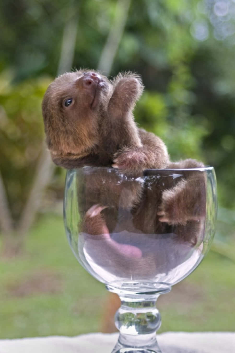 Adorable Baby Sloth Hanging from a Tree Branch