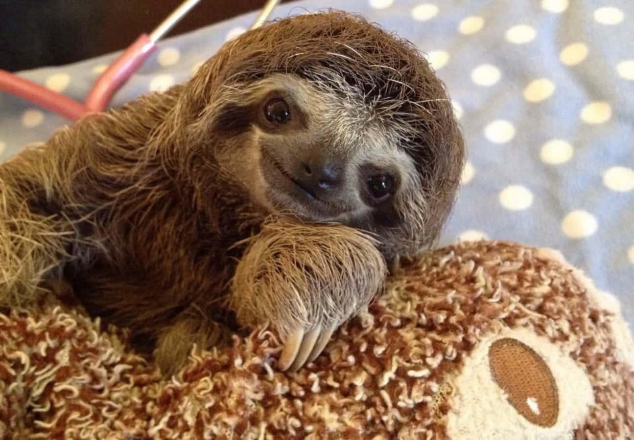 A Happy Little Baby Sloth