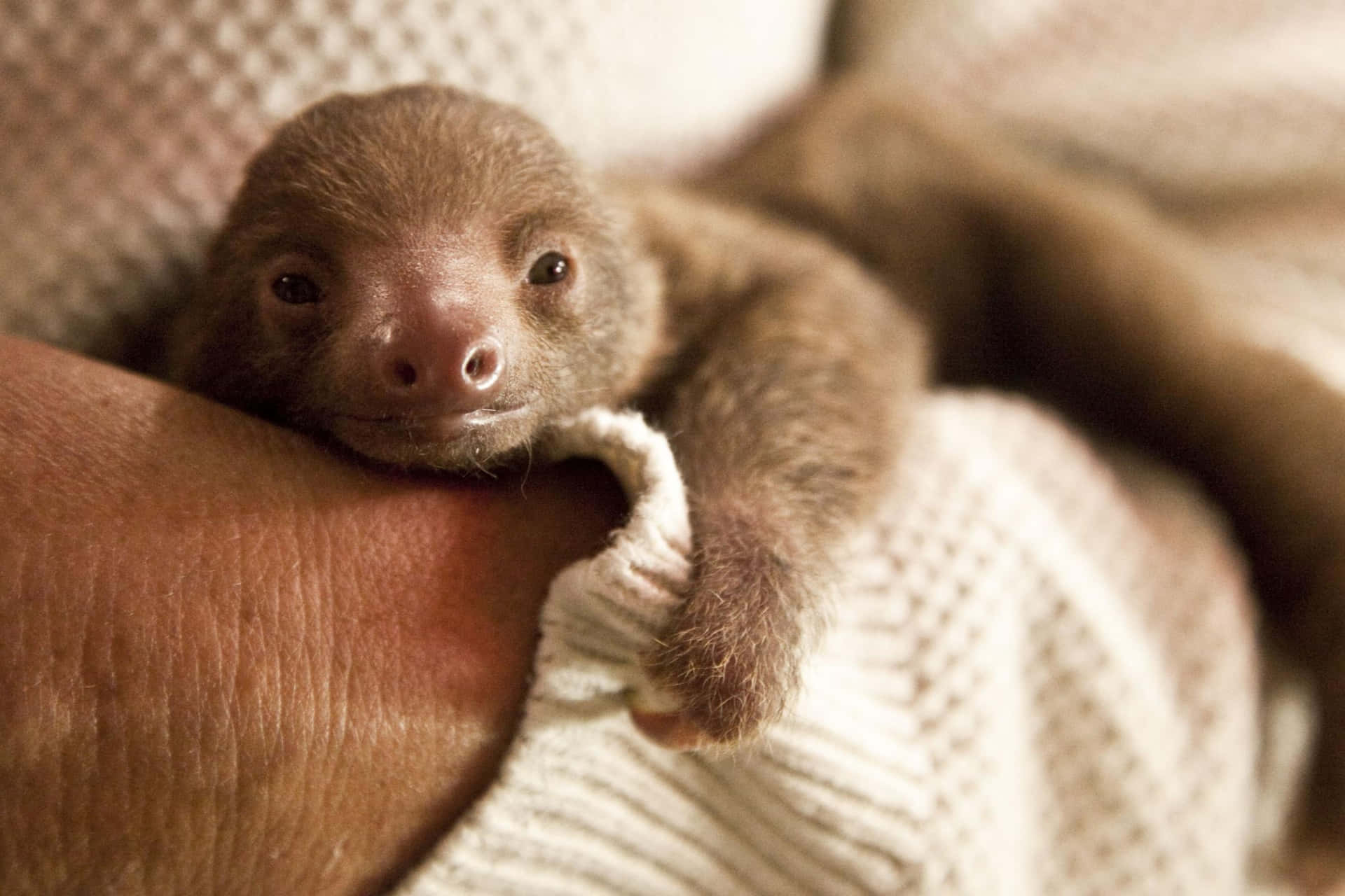 'Be Curious, Just Like This Adorable Baby Sloth'