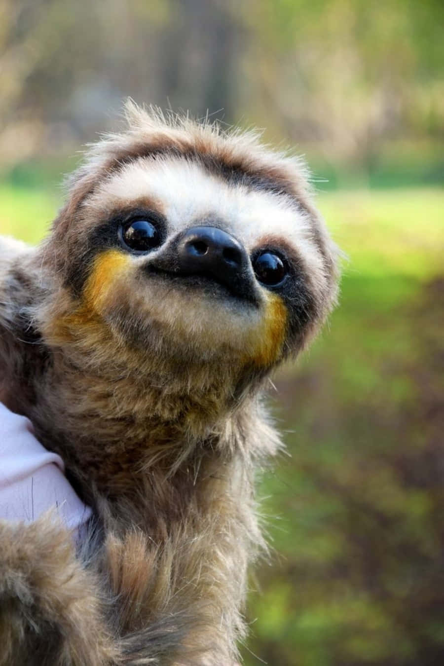 A Sloth Is Being Held By A Person