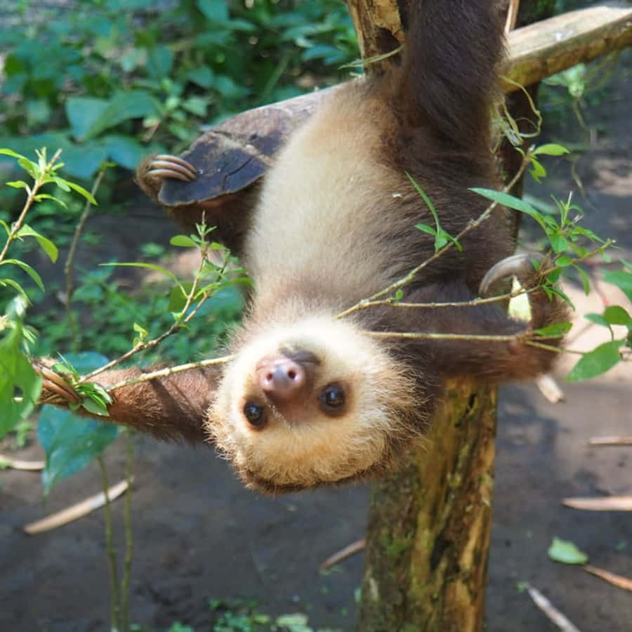 Adorable baby sloth enjoying a peaceful nap