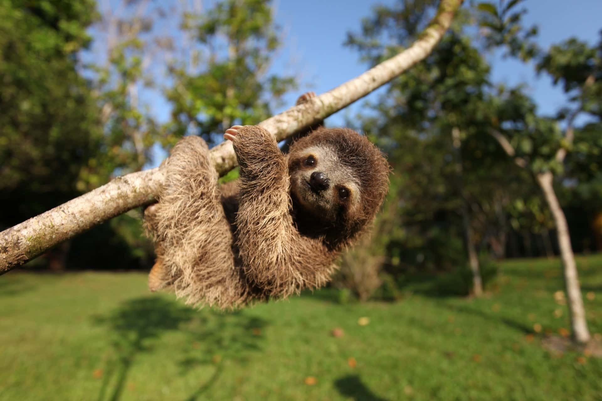 This Baby Sloth Is Happy and Adorably Cute!