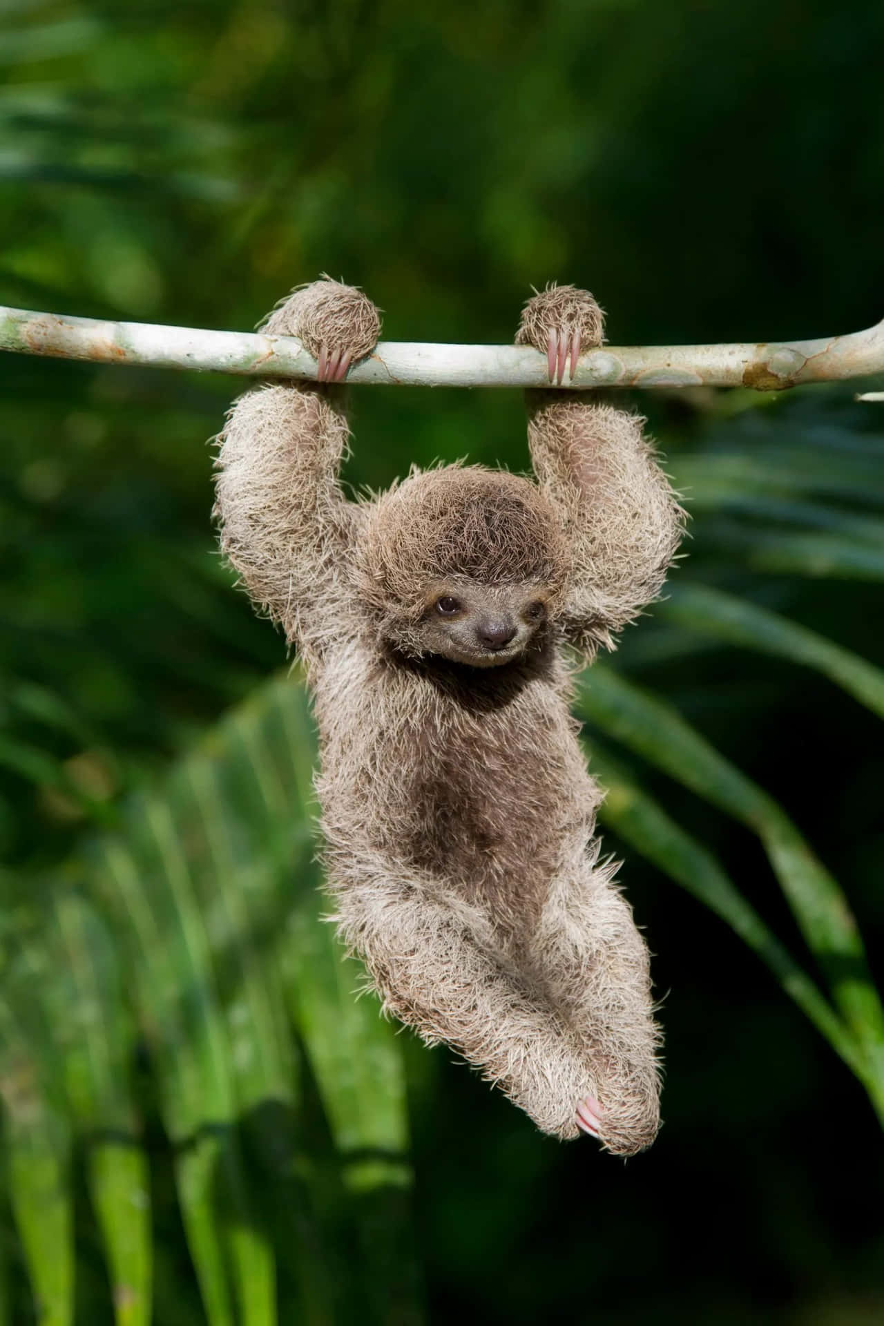 Adorable Baby Sloth Enjoying A Nap In Its Natural Habitat