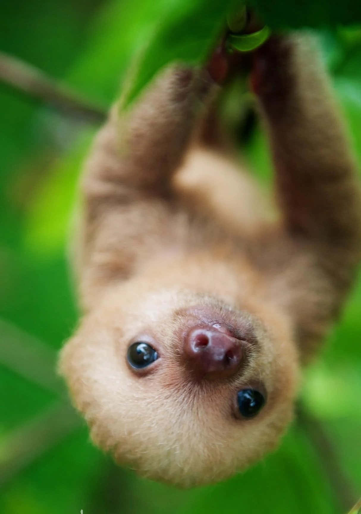 An adorable baby sloth enjoying the sun
