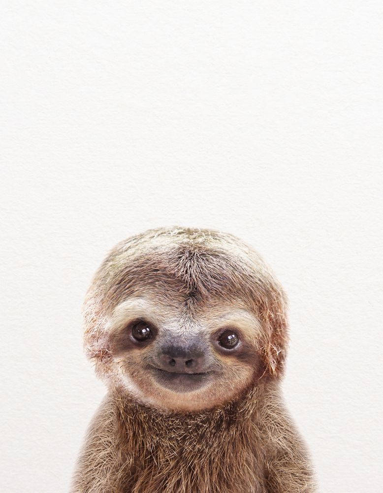 Baby Sloth Smiling