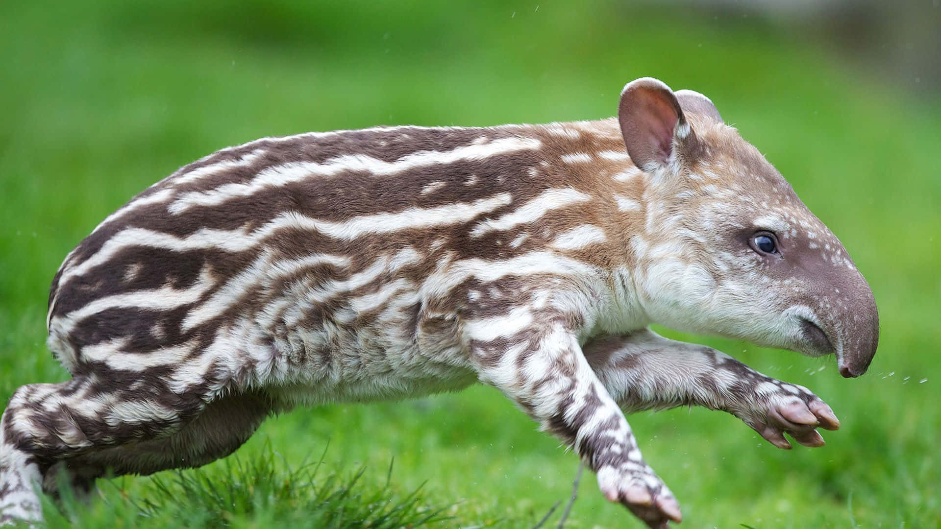 Baby Tapir Running Through Grass Wallpaper