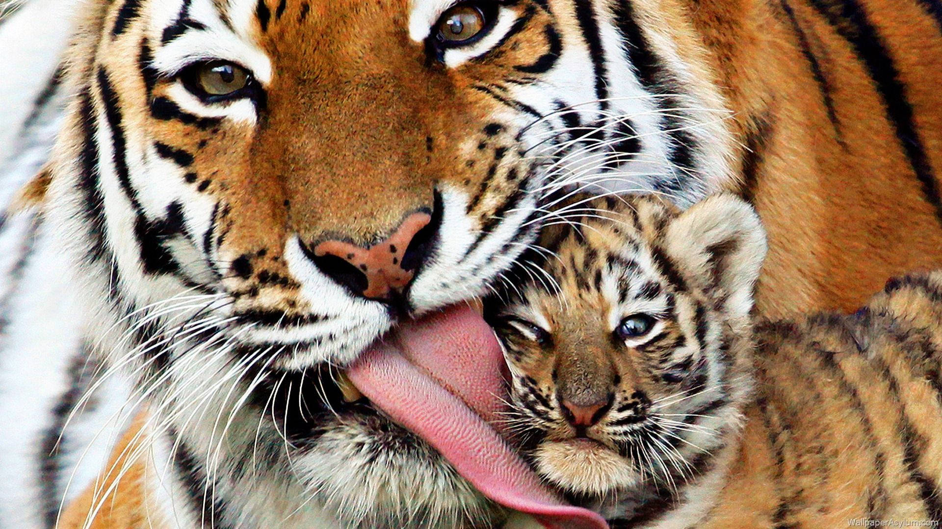 Baby Tiger And Its Mama Wallpaper