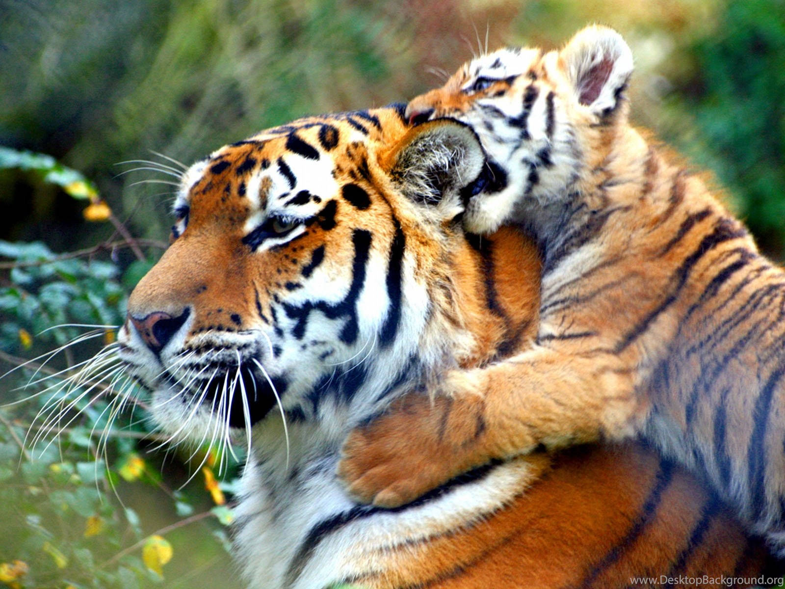 Baby Tiger And Mother Tiger Wallpaper