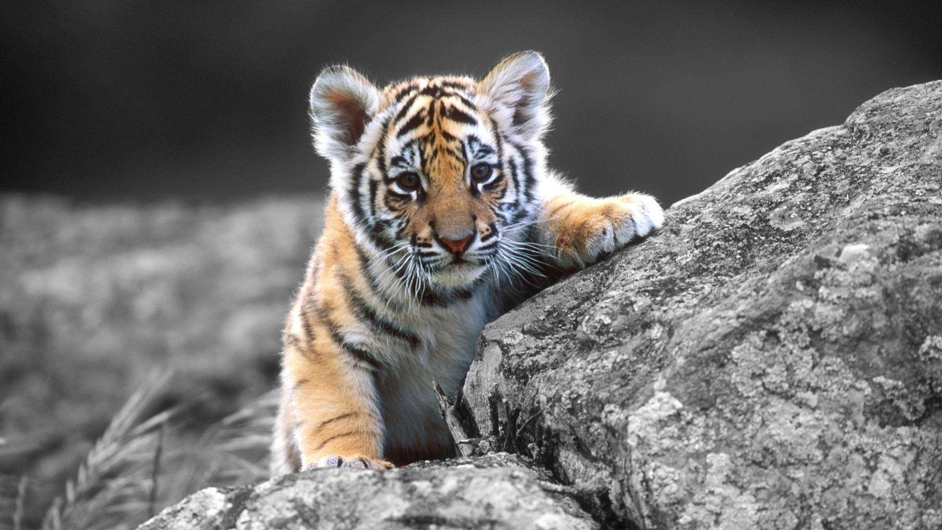Baby Tiger At Rocks Background