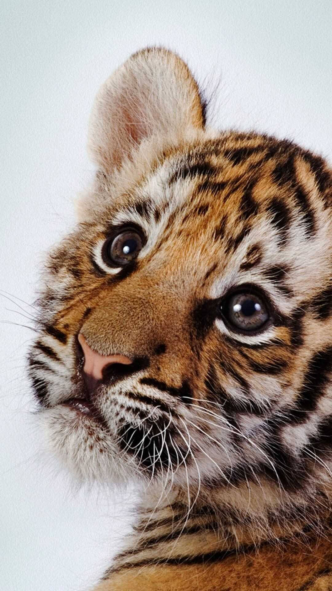 Baby Tiger Nærbillede Wallpaper