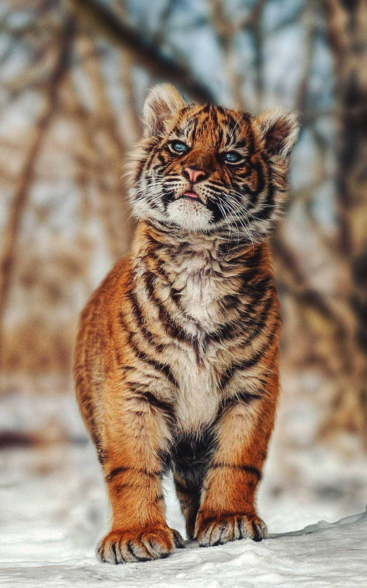 Baby Tiger In Snow Wallpaper