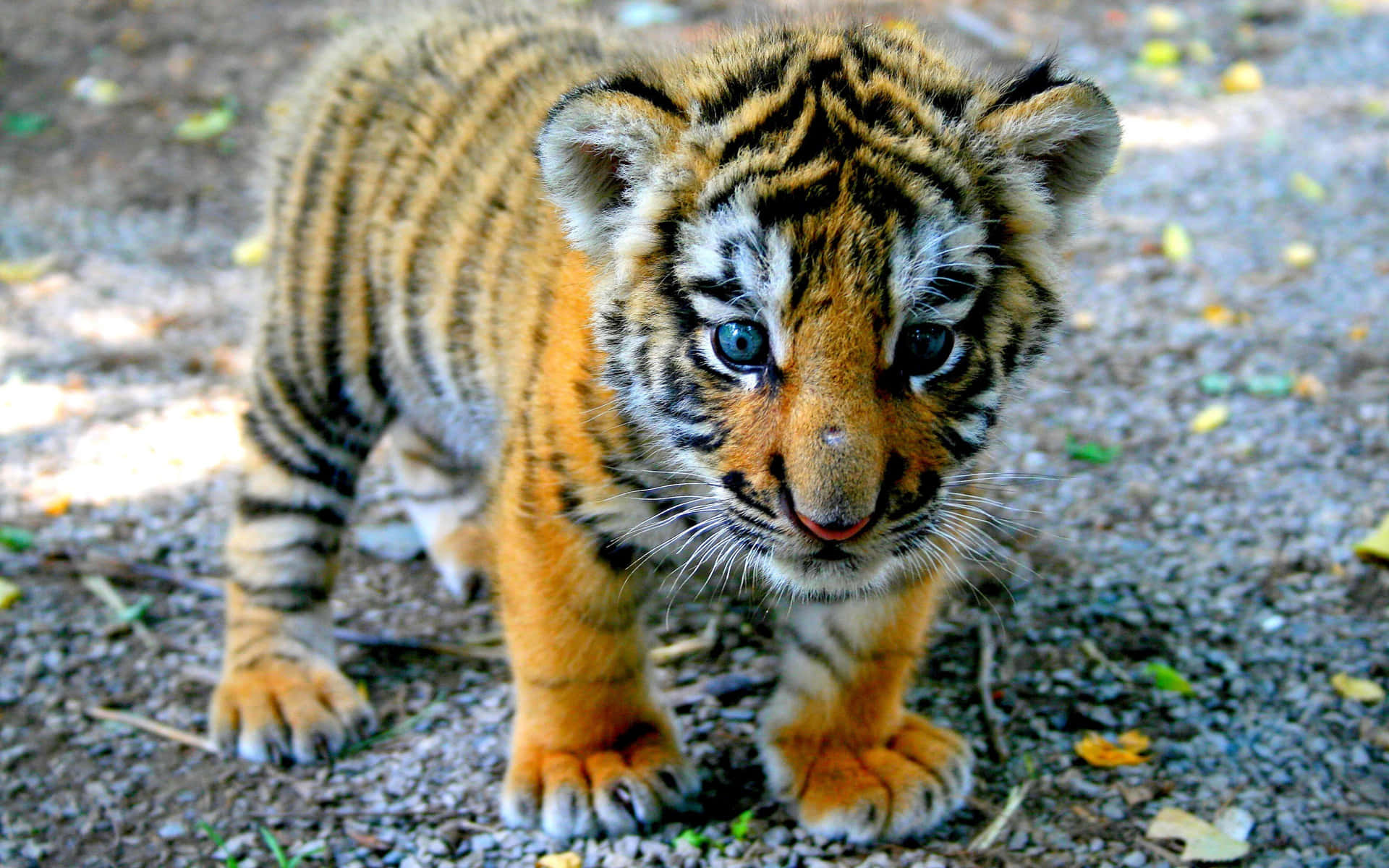 Adorable baby tiger exploring the great outdoors