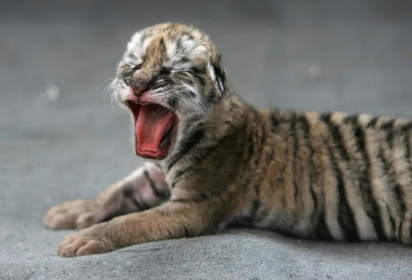 Unadorable Tigre Bebé Tomando El Sol