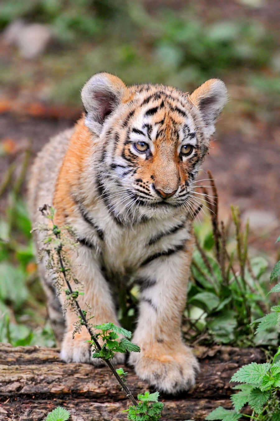Adorable Baby Tiger