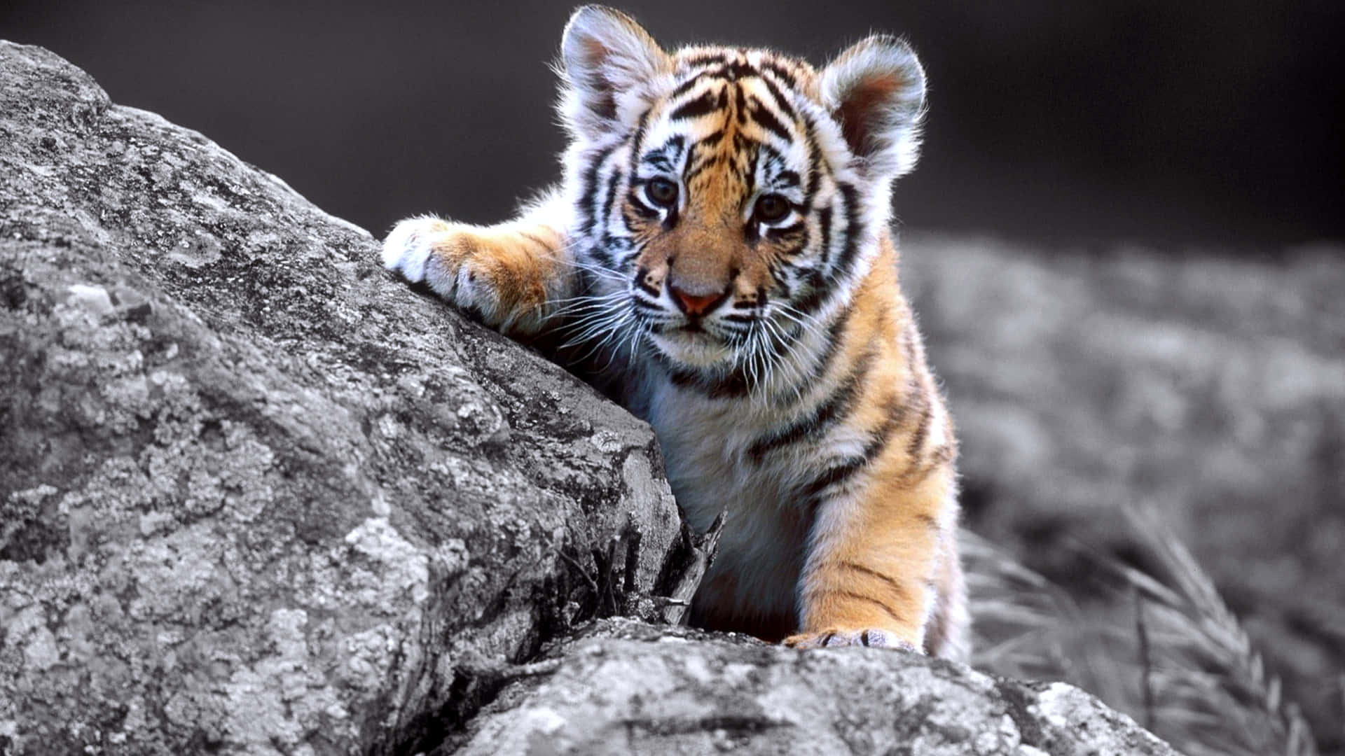 A Cute and Playful Baby Tiger