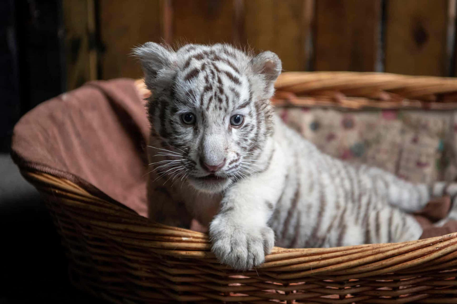 A White Tiger Is Sitting In A Basket