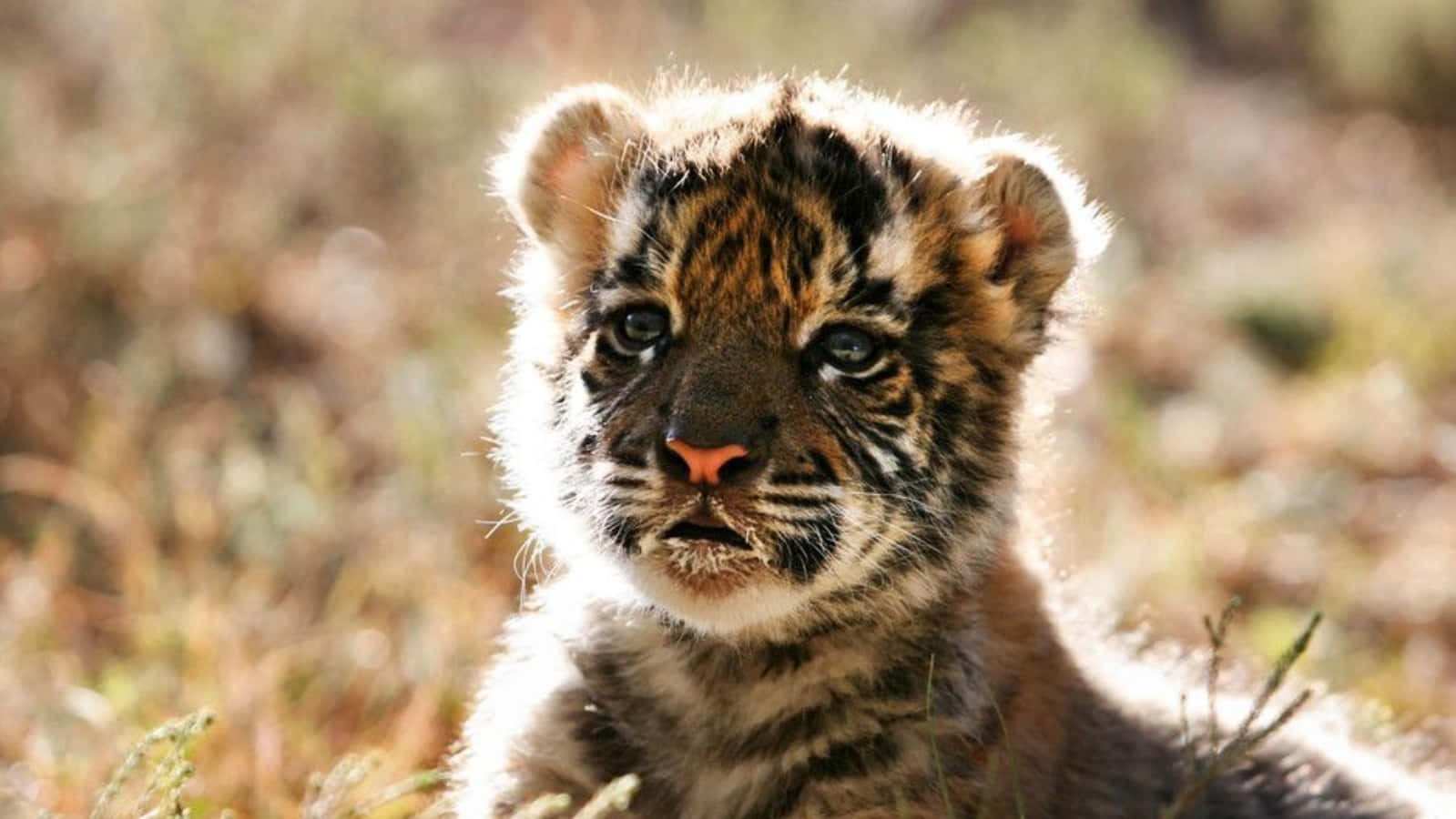 A Baby Tiger Relaxing in the Forest
